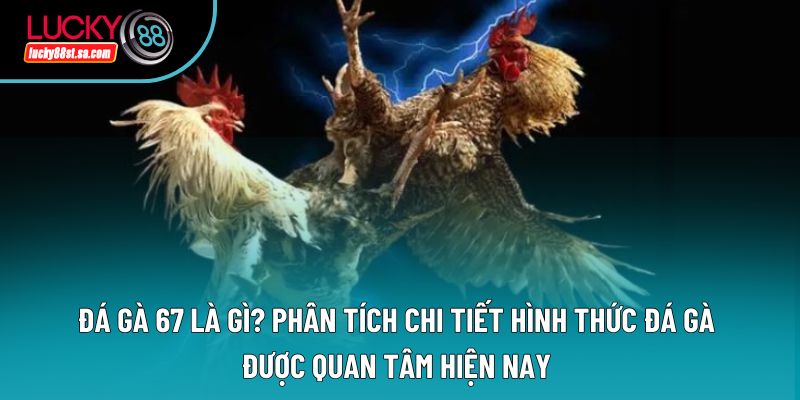 Đá Gà 67 Là Gì? Phân Tích Chi Tiết Hình Thức Đá Gà Được Quan Tâm Hiện Nay